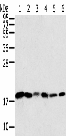 SNX3 Polyclonal Antibody (E-AB-16866)