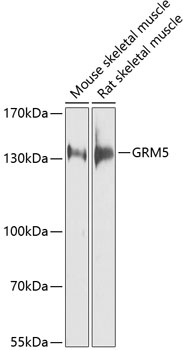 GRM5 Polyclonal Antibody (E-AB-62089)