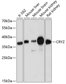 CRYZ Polyclonal Antibody (E-AB-64353)