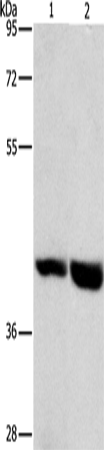 GPR182 Polyclonal Antibody (E-AB-16259)
