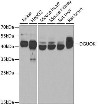 DGUOK Polyclonal Antibody (E-AB-62714)