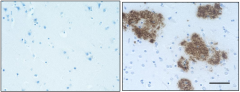 Purified anti-β-Amyloid, 1-42 Antibody (Previously Covance catalog# SIG-39142) (805509)