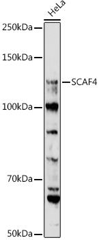SCAF4 Polyclonal Antibody (E-AB-92312)