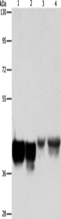 AUP1 Polyclonal Antibody (E-AB-14564)