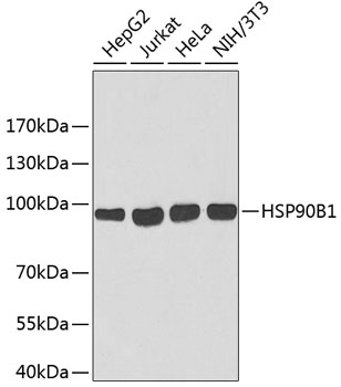 HSP90B1 Polyclonal Antibody (E-AB-67743)