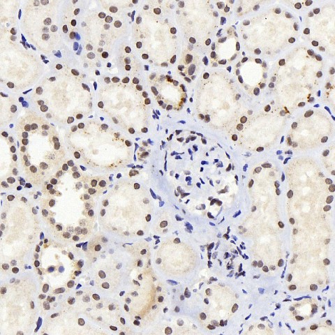JUN Polyclonal Antibody (E-AB-70371)