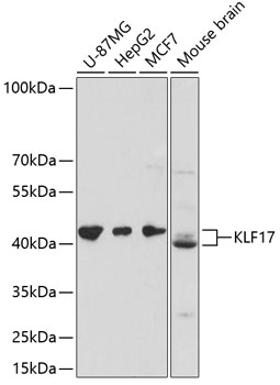 KLF17 Polyclonal Antibody (E-AB-64813)