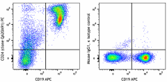 PE anti-mouse CD24 Recombinant Antibody (114307)
