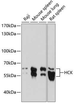 HCK Polyclonal Antibody (E-AB-65028)