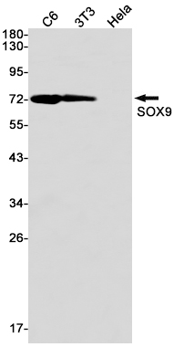Recombinant SOX9 Monoclonal Antibody (E-AB-81607)