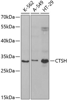 CTSH Polyclonal Antibody (E-AB-60931)