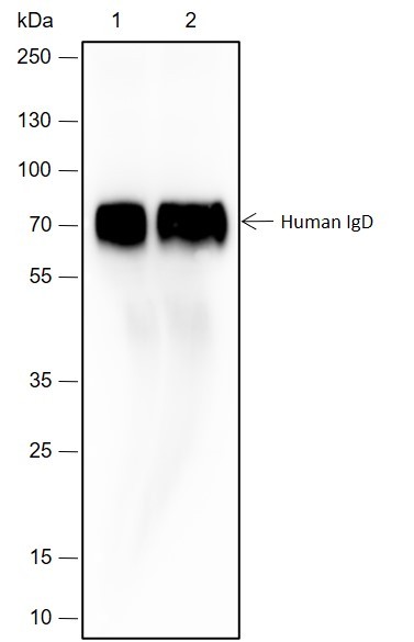Recombinant Human IgD Monoclonal Antibody (AN301559L)