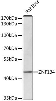 ZNF134 Polyclonal Antibody (E-AB-66556)