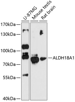 ALDH18A1 Polyclonal Antibody (E-AB-90385)