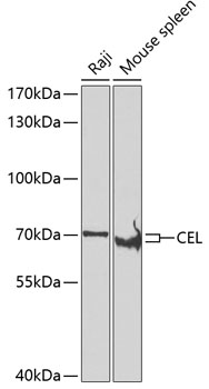 CEL Polyclonal Antibody (E-AB-62668)