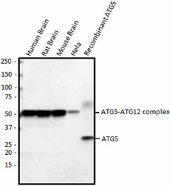 Purified anti-ATG5 Antibody