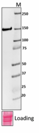 Purified anti-E. coli RNA Polymerase β Antibody (663905)
