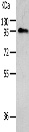 AKAP8 Polyclonal Antibody (E-AB-12594)