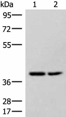 HPDL Polyclonal Antibody (E-AB-52001)