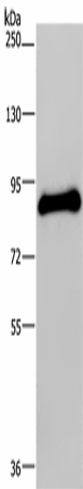 POMT1 Polyclonal Antibody (E-AB-16727)