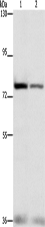 NFE2L1 Polyclonal Antibody (E-AB-14255)