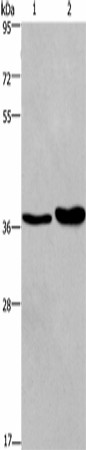 FUT1 Polyclonal Antibody (E-AB-16443)