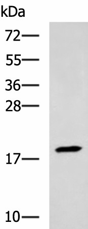 TNNC2 Polyclonal Antibody (E-AB-19134)