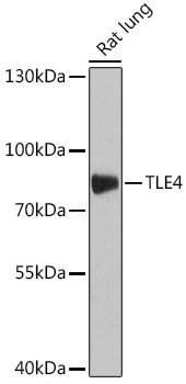TLE4 Polyclonal Antibody (E-AB-67350)