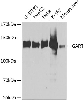 GART Polyclonal Antibody (E-AB-62752)