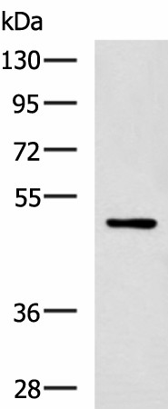 PAX2 Polyclonal Antibody (E-AB-19302)