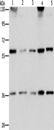 STK4 Polyclonal Antibody (E-AB-16302)