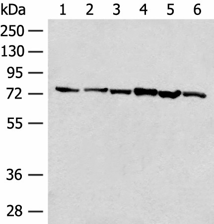 TCF25 Polyclonal Antibody (E-AB-52659)