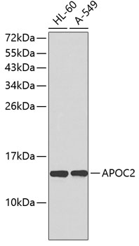 APOC2 Polyclonal Antibody (E-AB-67203)