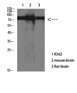 Tau Monoclonal Antibody (E-AB-22141)