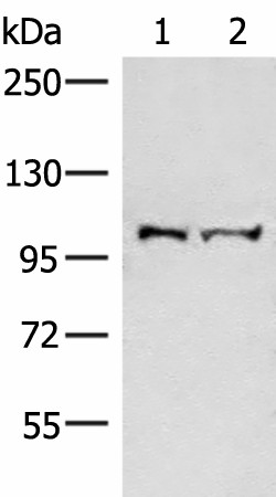 EFTUD2 Polyclonal Antibody (E-AB-18874)