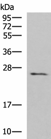 CLEC4D Polyclonal Antibody (E-AB-18220)