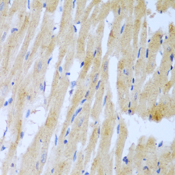 UBE2L3 Polyclonal Antibody (E-AB-62253)
