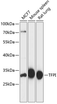 TFPI Polyclonal Antibody (E-AB-64303)