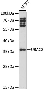 UBAC2 Polyclonal Antibody (E-AB-91384)