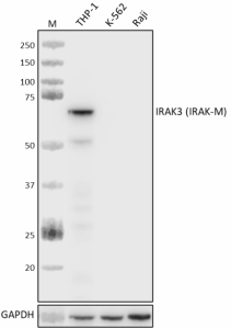 Purified anti-IRAK3 (IRAK-M) Antibody (646251)
