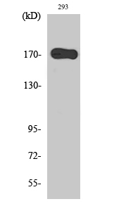 EGFR Polyclonal Antibody (E-AB-31285)