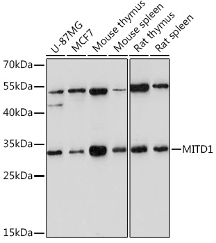 MITD1 Polyclonal Antibody (E-AB-92084)