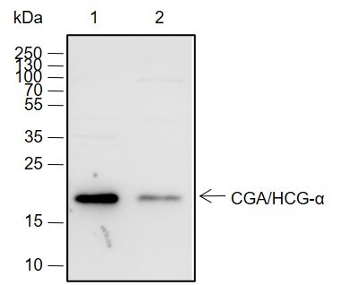 Recombinant CGA/hCG alpha Monoclonal Antibody (AN301968L)