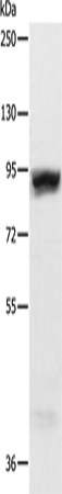 RRM1 Polyclonal Antibody (E-AB-14316)