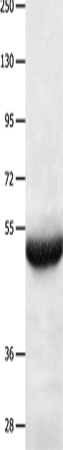 BPIFB3 Polyclonal Antibody (E-AB-12543)