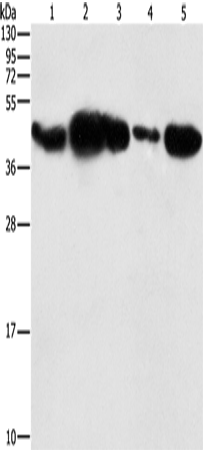 PGK2 Polyclonal Antibody (E-AB-14681)