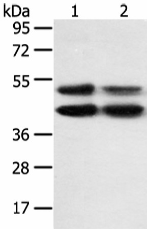 MAPK8 Polyclonal Antibody (E-AB-52157)