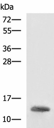 HBZ Polyclonal Antibody (E-AB-19122)