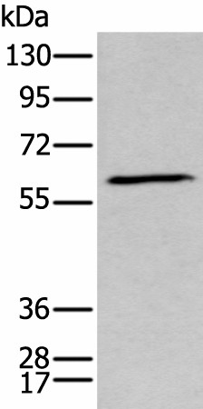 GPC5 Polyclonal Antibody (E-AB-19455)