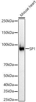 SP1 Polyclonal Antibody (E-AB-90919)